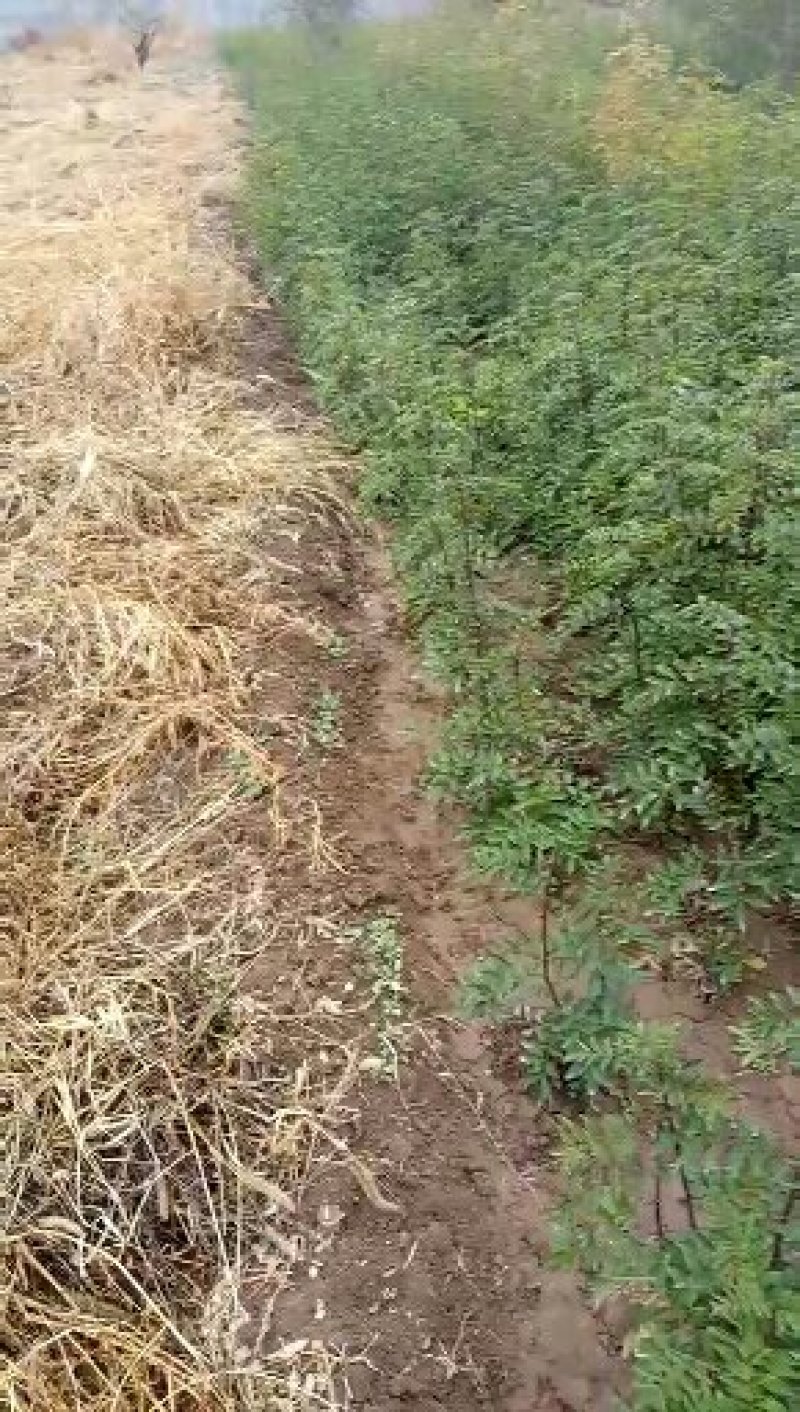 韩城大红袍花椒苗木