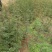 韩城大红袍花椒苗木