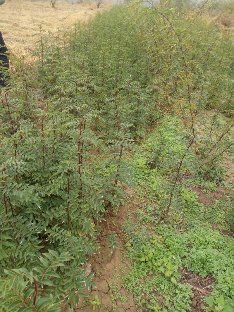 韩城大红袍花椒苗木