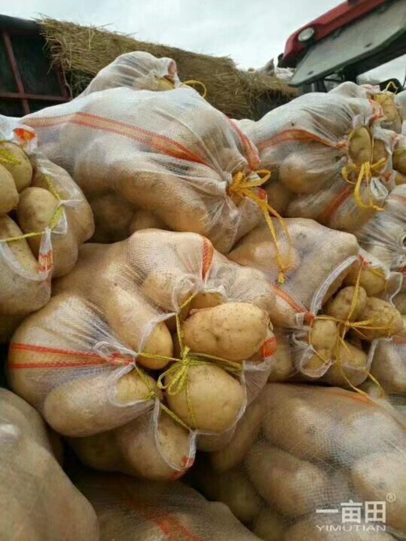 山东陆地鲜土豆荷兰十五质优价廉货源充足