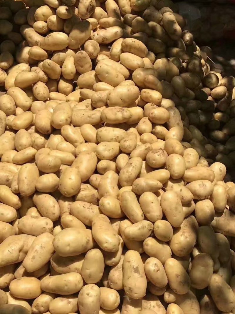 山东陆地鲜土豆荷兰十五质优价廉货源充足