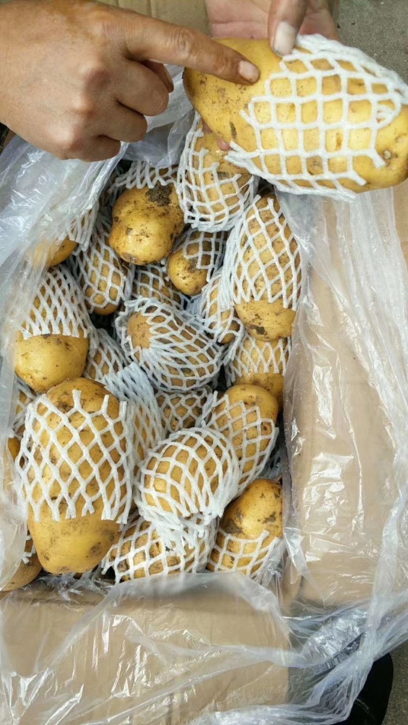 山东陆地鲜土豆荷兰十五质优价廉货源充足