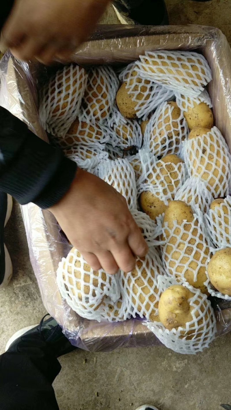 山东陆地鲜土豆荷兰十五质优价廉货源充足