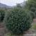 供应原生茶梅树精品茶梅球