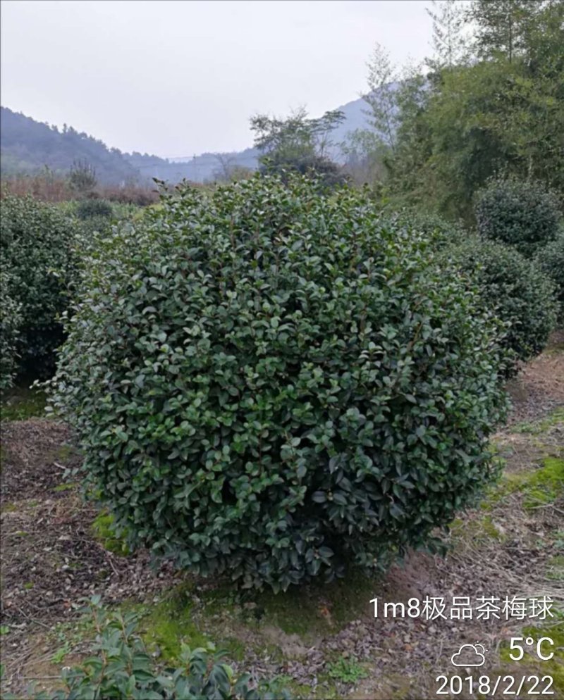 供应原生茶梅树精品茶梅球