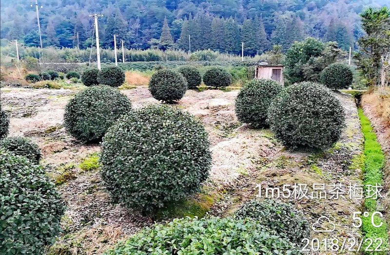 供应原生茶梅树精品茶梅球