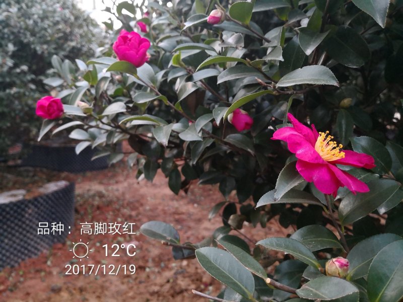 供应原生茶梅树精品茶梅球