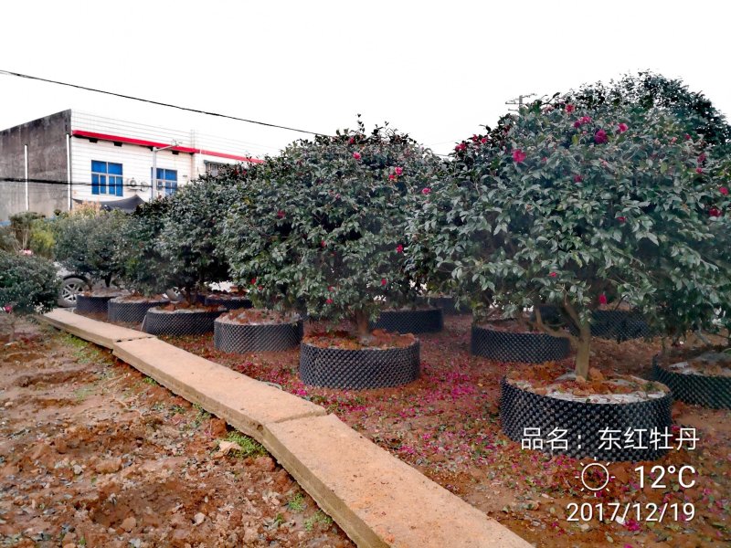 供应原生茶梅树精品茶梅球