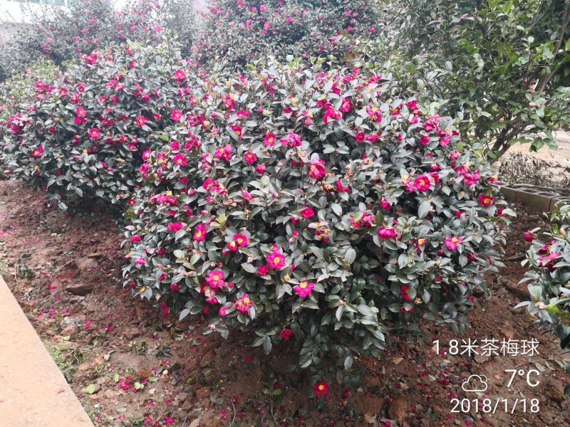 供应原生茶梅树精品茶梅球