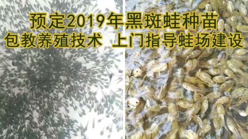 青蛙(黑斑蛙)种苗(蝌蚪，幼蛙，成蛙)