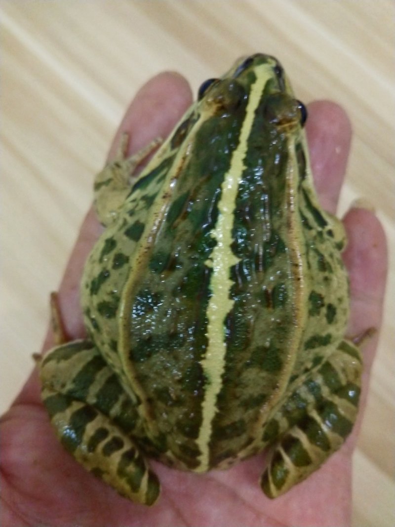 青蛙(黑斑蛙)种苗(蝌蚪，幼蛙，成蛙)