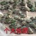 青蛙(黑斑蛙)种苗(蝌蚪，幼蛙，成蛙)