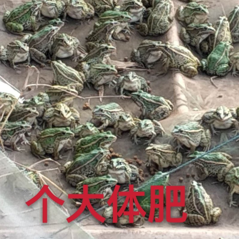 青蛙(黑斑蛙)种苗(蝌蚪，幼蛙，成蛙)