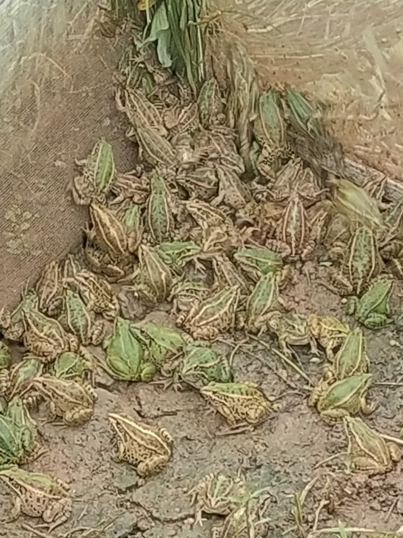 青蛙(黑斑蛙)种苗(蝌蚪，幼蛙，成蛙)
