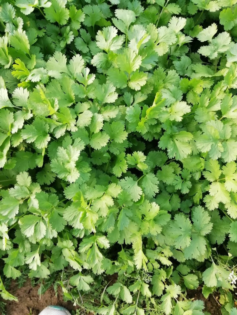 大叶香菜20~30厘米以上