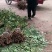 红油香椿苗