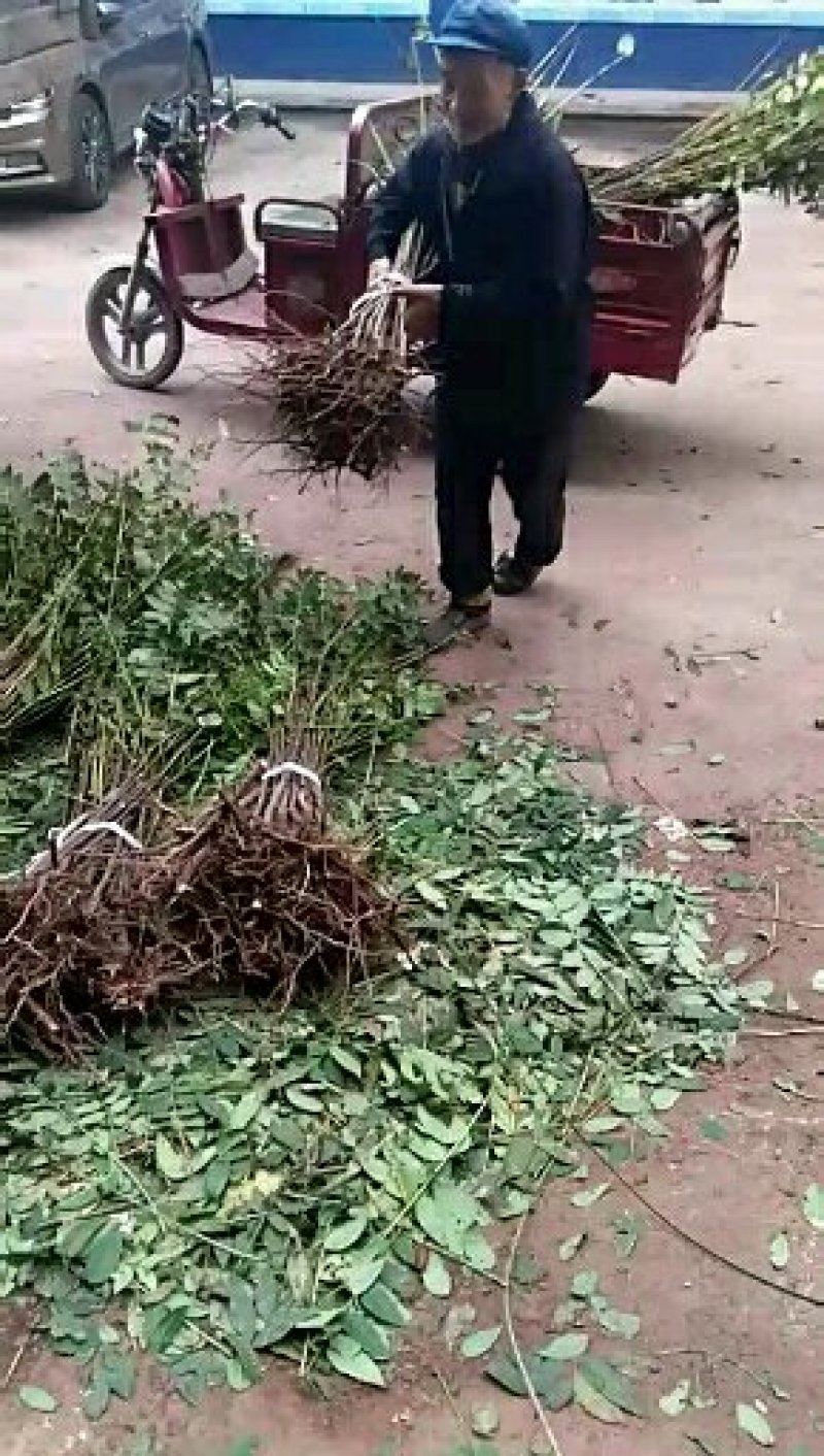 红油香椿苗