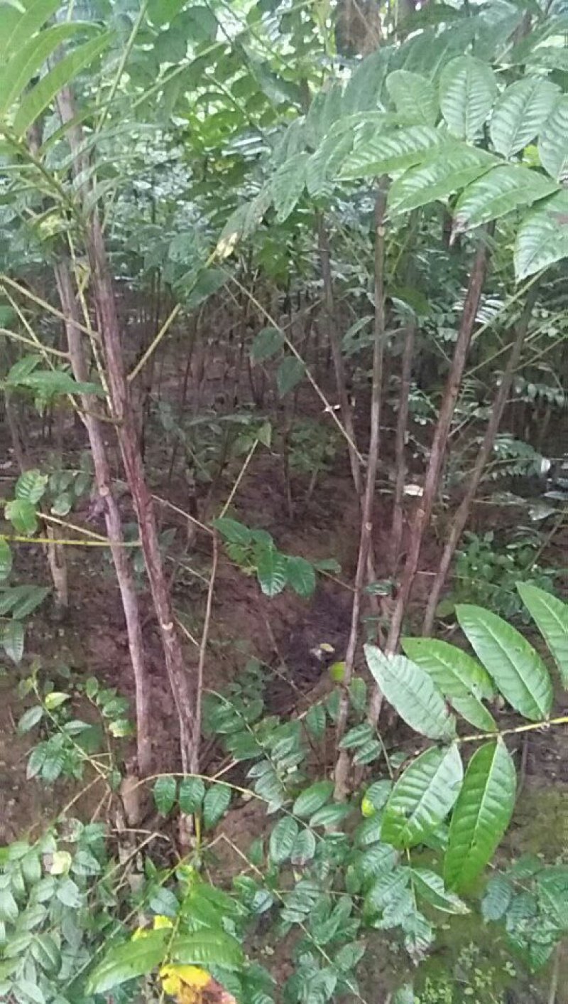 红油香椿苗