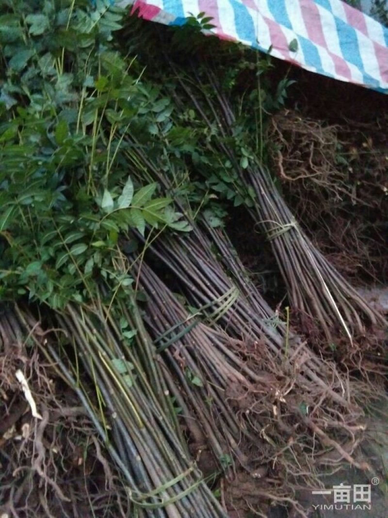 红油香椿苗