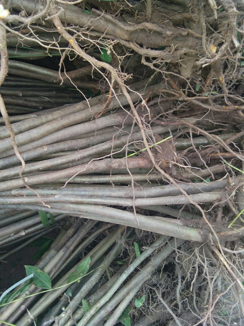 红油香椿苗