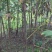 红油香椿苗