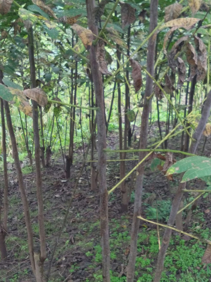 红油香椿苗