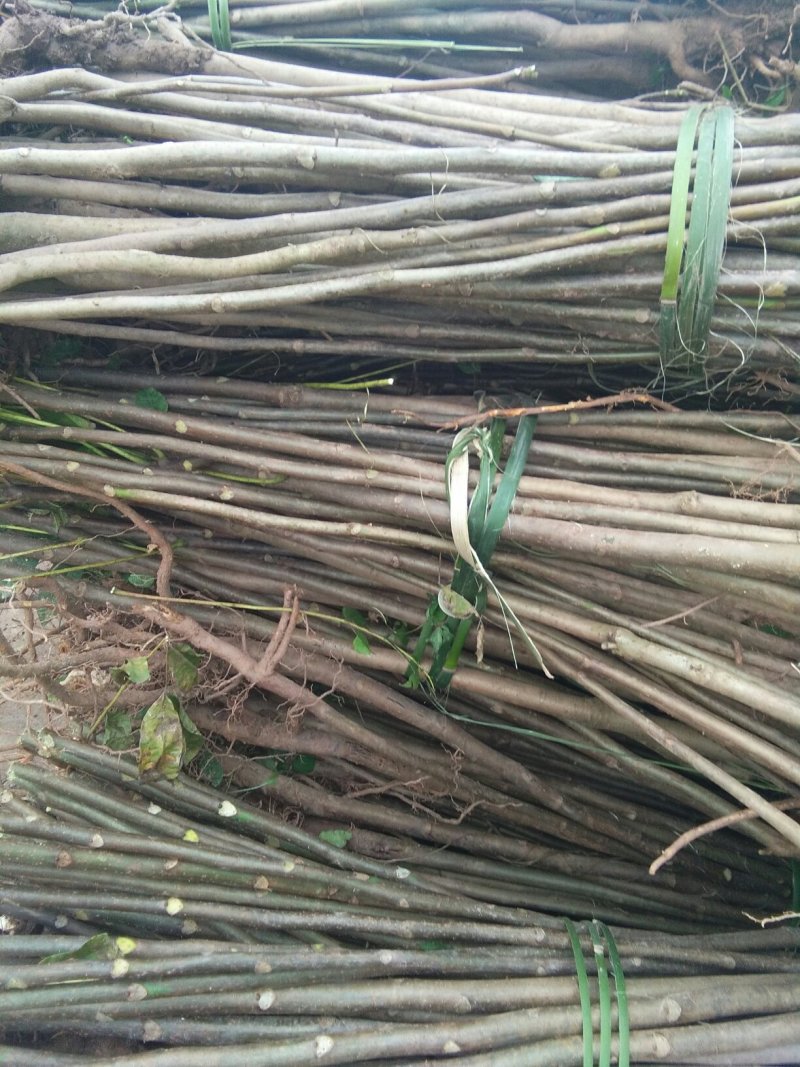 红油香椿苗