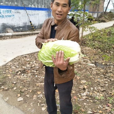 大白菜上市，品种有青杂三号，黄心菜，神菜，87114等品