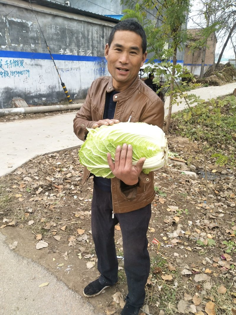 大白菜上市，品种有青杂三号，黄心菜，神菜，87114等品