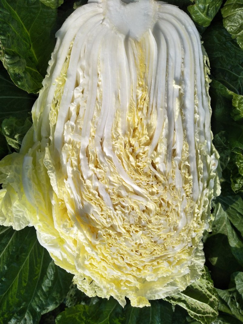 大白菜上市，品种有青杂三号，黄心菜，神菜，87114等品