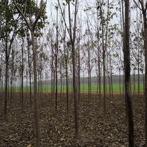 5--10公分梓树，常年供应各种规格梓树