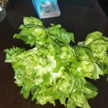 精品儿菜新鲜上市！两斤以上哦！毛菜