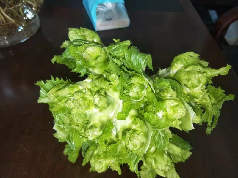 精品儿菜新鲜上市！两斤以上哦！毛菜