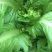 精品儿菜新鲜上市！两斤以上哦！毛菜