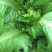 精品儿菜新鲜上市！两斤以上哦！毛菜