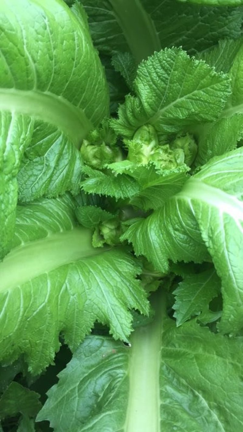 精品儿菜新鲜上市！两斤以上哦！毛菜