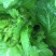 精品儿菜新鲜上市！两斤以上哦！毛菜