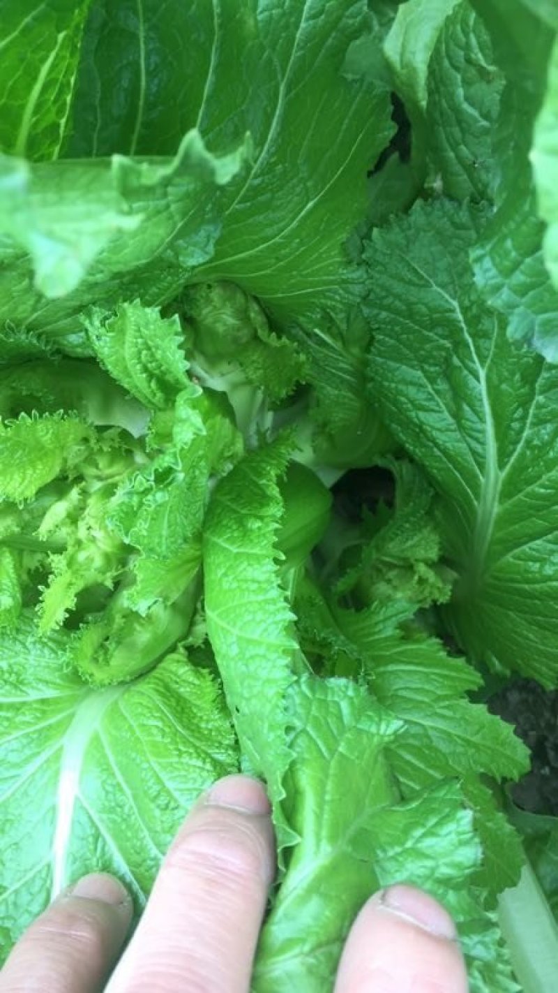 精品儿菜新鲜上市！两斤以上哦！毛菜