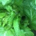 精品儿菜新鲜上市！两斤以上哦！毛菜