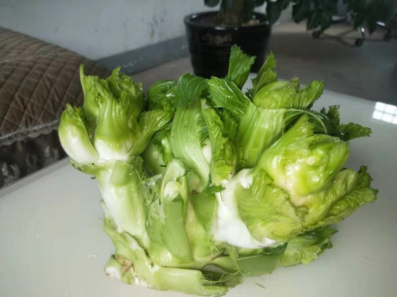精品儿菜新鲜上市！两斤以上哦！毛菜