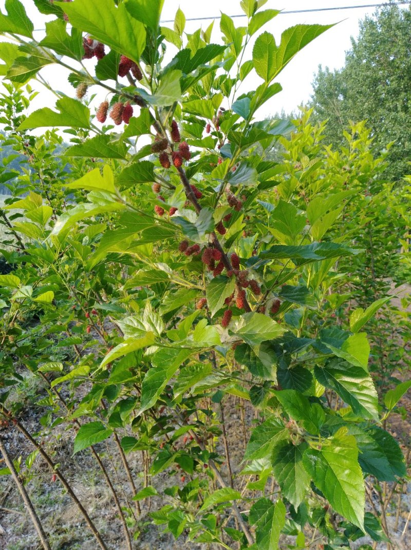 果桑树苗一年多次结果四季果桑苗，桑椹苗基地直供2年苗
