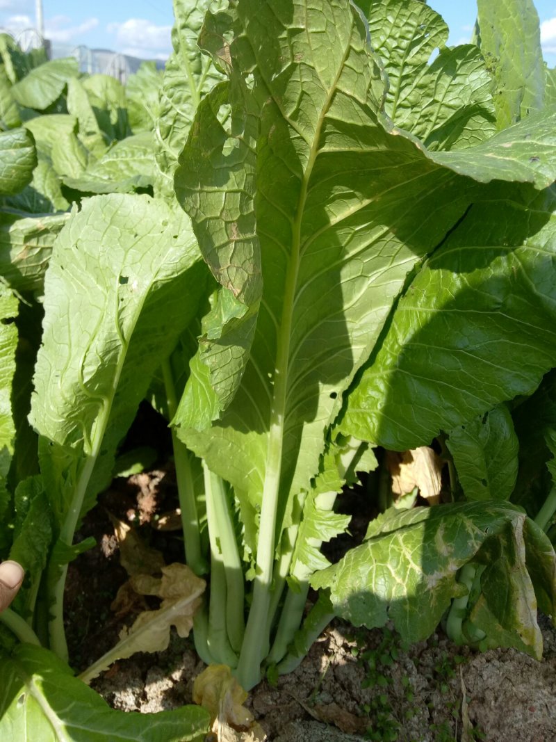 【精品】云南菜花苗，成活率都好，欢迎各位前来咨询