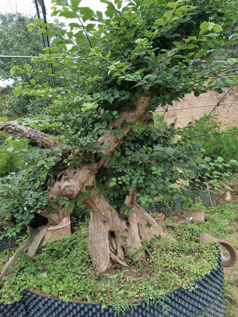 供应各种苗木，各种规格，