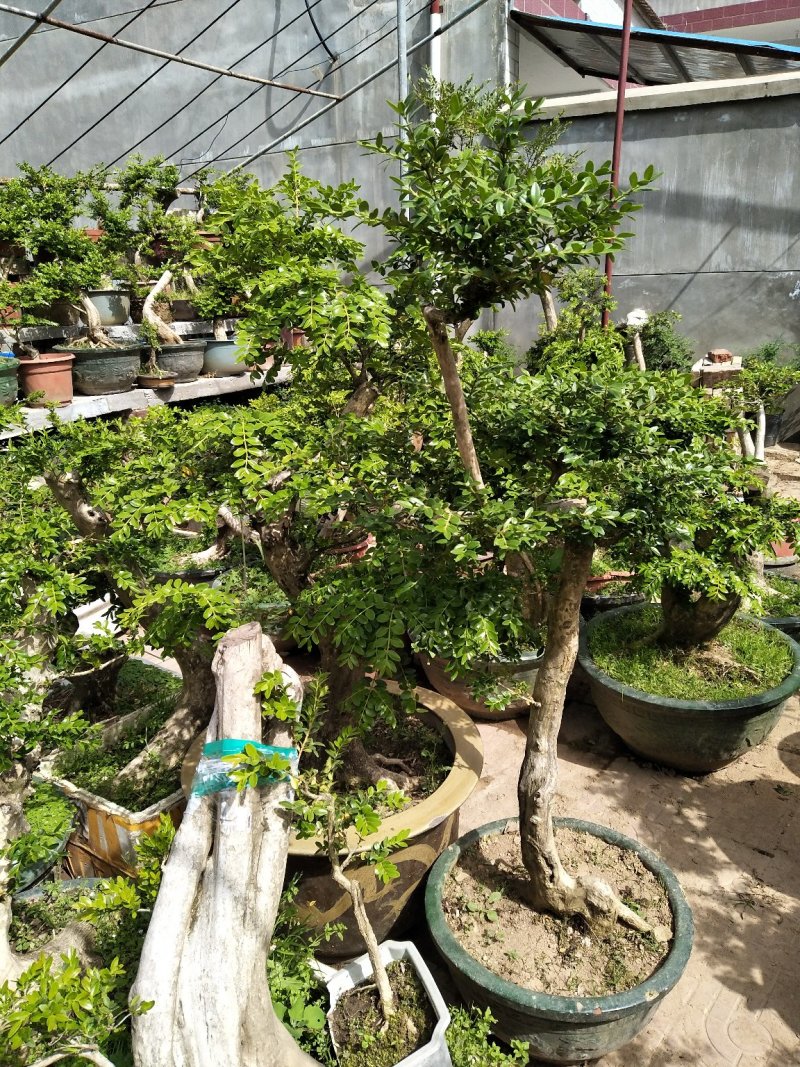 供应各种苗木，各种规格，