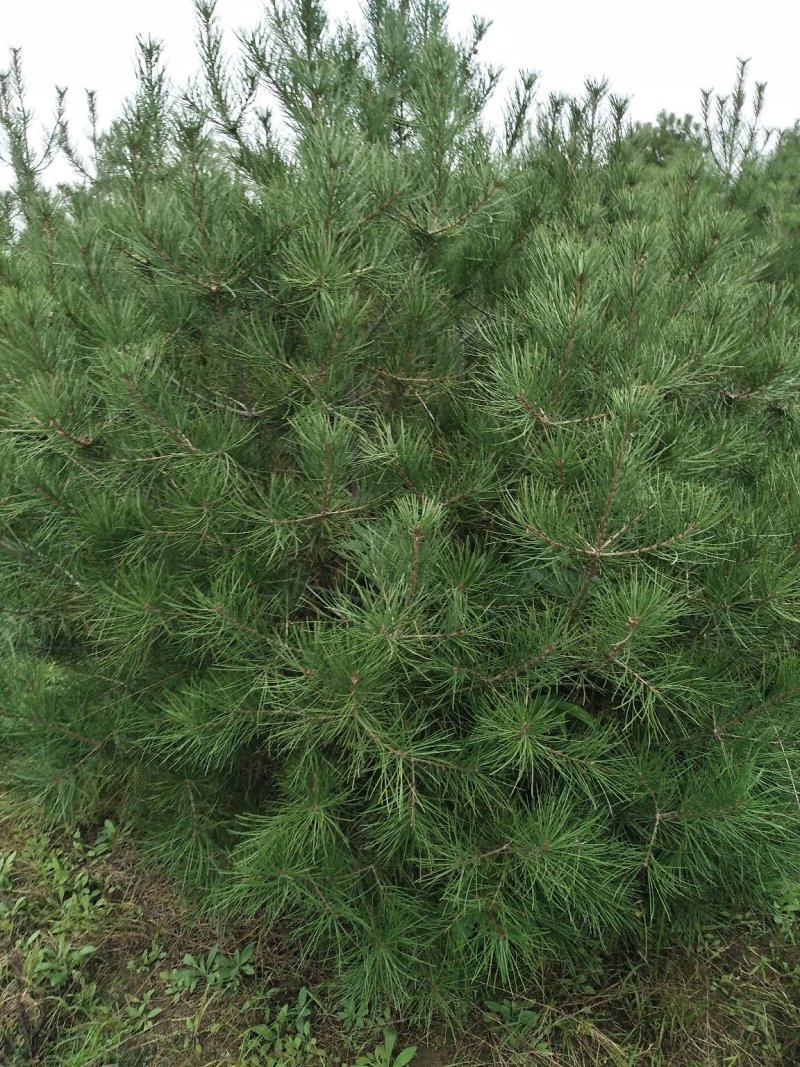 供应各种苗木，各种规格，