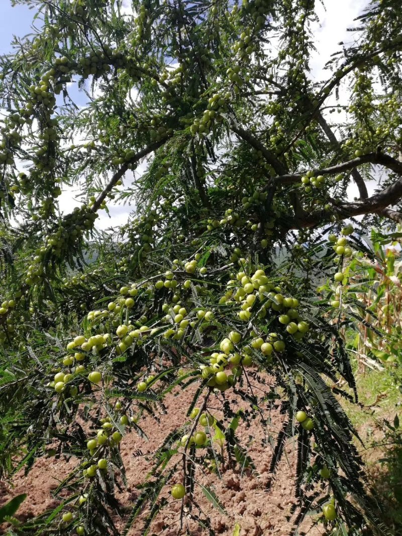 野生橄榄