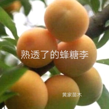 李子树苗蜂糖李子树品种纯真包栽培技术
