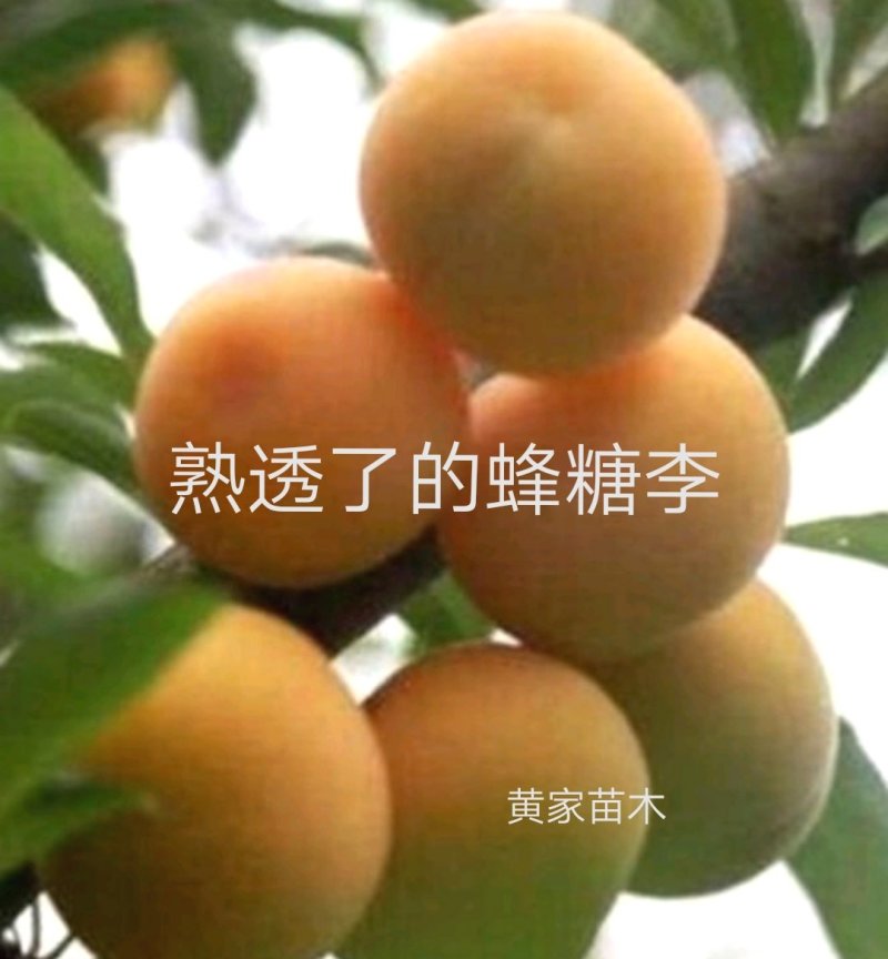 李子树苗蜂糖李子树品种纯真包栽培技术