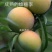 李子树苗蜂糖李子树品种纯真包栽培技术