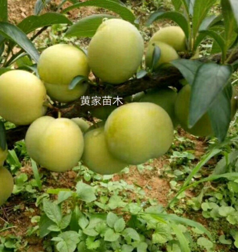 李子树苗蜂糖李子树品种纯真包栽培技术